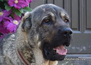 Image of Anatolian Shepherd Yozgatli Arap Ati Import