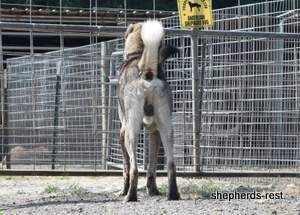 Image of Anatolian Shepherd Yozgatli Arap Ati Import