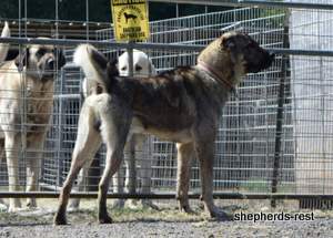 Image of Anatolian Shepherd Yozgatli Arap Ati Import