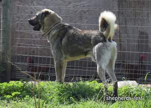 Image of Anatolian Shepherd Yozgatli Arap Ati Import
