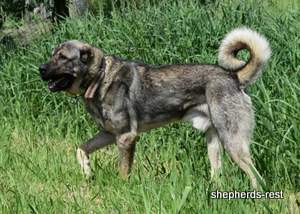 Image of Anatolian Shepherd Yozgatli Arap Ati Import