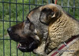 Image of Anatolian Shepherd Yozgatli Arap Ati Import