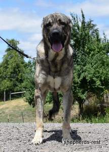 Image of Anatolian Shepherd Yozgatli Arap Ati Import