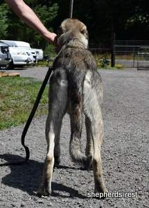 Image of Anatolian Shepherd Yozgatli Arap Ati Import
