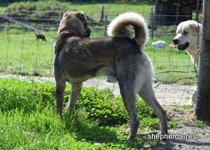 Image of Anatolian Shepherd Yozgatli Arap Ati Import