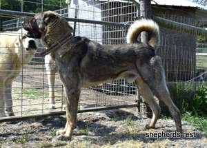Image of Anatolian Shepherd Yozgatli Arap Ati Import
