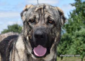 Image of Anatolian Shepherd Yozgatli Arap Ati Import