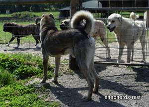 Image of Anatolian Shepherd Yozgatli Arap Ati Import