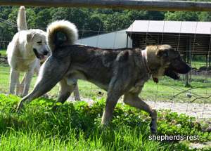 Image of Anatolian Shepherd Yozgatli Arap Ati Import