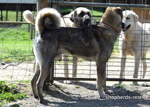 Image of Anatolian Shepherd Yozgatli Arap Ati Import
