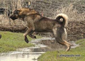 Image of Anatolian Shepherd Yozgatli Arap Ati Import