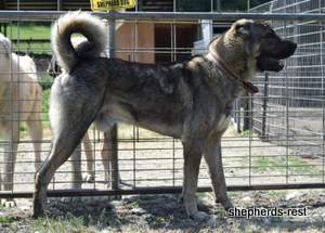 Image of Anatolian Shepherd Yozgatli Arap Ati Import