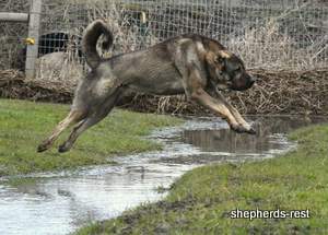 Image of Anatolian Shepherd Yozgatli Arap Ati Import