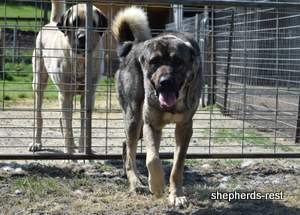 Image of Anatolian Shepherd Yozgatli Arap Ati Import