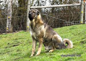 Image of Anatolian Shepherd Yozgatli Arap Ati Import