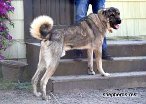 Image of Anatolian Shepherd Yozgatli Arap Ati Import