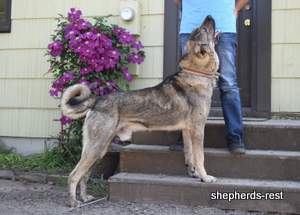 Image of Anatolian Shepherd Yozgatli Arap Ati Import
