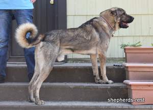 Image of Anatolian Shepherd Yozgatli Arap Ati Import
