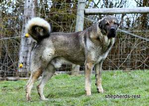 Image of Anatolian Shepherd Yozgatli Arap Ati Import
