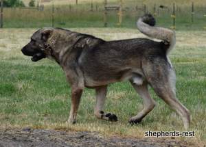 Image of Anatolian Shepherd Yozgatli Arap Ati Import