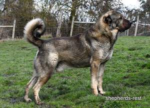 Image of Anatolian Shepherd Yozgatli Arap Ati Import