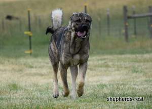 Image of Anatolian Shepherd Yozgatli Arap Ati Import