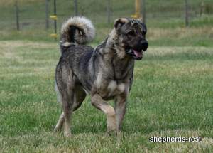 Image of Anatolian Shepherd Yozgatli Arap Ati Import