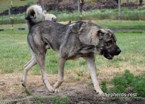 Image of Anatolian Shepherd Yozgatli Arap Ati Import