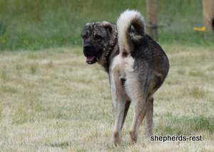 Image of Anatolian Shepherd Yozgatli Arap Ati Import