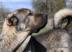 Image of Anatolian Shepherd Yozgatli Arap Ati Import