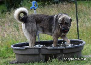 Image of Anatolian Shepherd Yozgatli Arap Ati Import