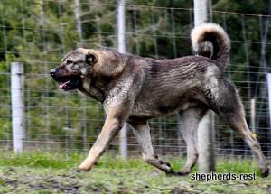 Image of Anatolian Shepherd Yozgatli Arap Ati Import
