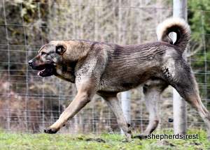 Image of Anatolian Shepherd Yozgatli Arap Ati Import