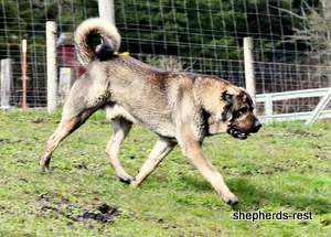 Image of Anatolian Shepherd Yozgatli Arap Ati Import