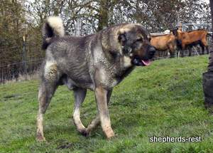Image of Anatolian Shepherd Yozgatli Arap Ati Import