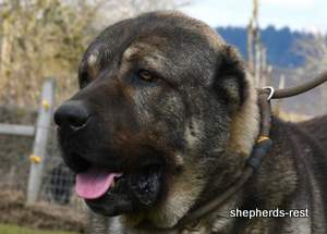 Image of Anatolian Shepherd Yozgatli Arap Ati Import