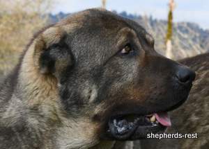 Image of Anatolian Shepherd Yozgatli Arap Ati Import