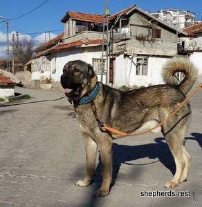 Image of Anatolian Shepherd Yozgatli Arap Ati Import