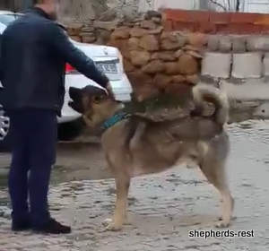 Image of Anatolian Shepherd Yozgatli Arap Ati Import