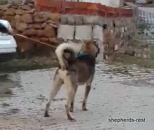 Image of Anatolian Shepherd Yozgatli Arap Ati Import