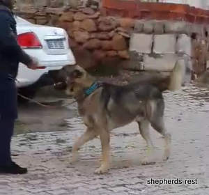 Image of Anatolian Shepherd Yozgatli Arap Ati Import