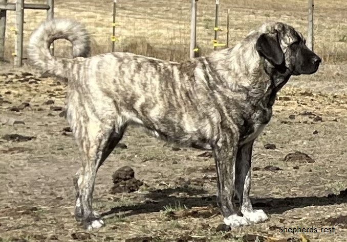 Image of Anatolian Shepherds Rest Aribeyi