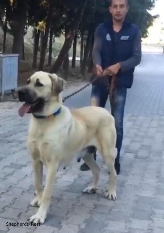 Image of Shepherds Rest Anatolians DEV KIZ