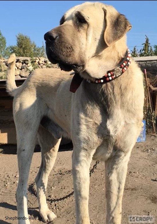 Image of Shepherds Rest Anatolians POLIS