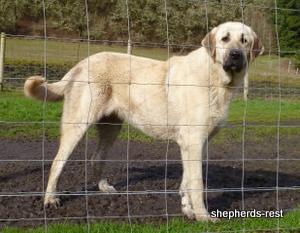 Shepherds Rest Birnur