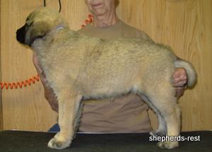 Image of Anatolian Shepherd Biskuvi
