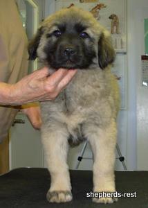 Image of Anatolian Shepherd Biskuvi