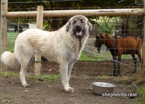 Image of Anatolian Shepherd Biskuvi