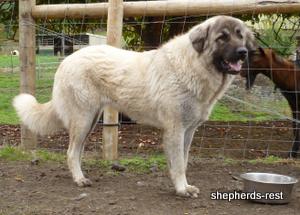 Image of Anatolian Shepherd Biskuvi