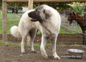 Image of Anatolian Shepherd Biskuvi